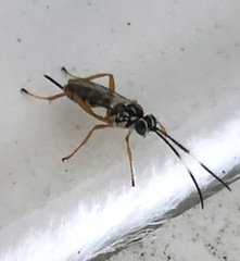 Lymeon orbus