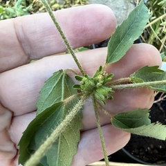 Croton glandulosus