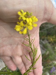 Rhamphospermum nigrum