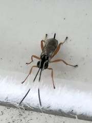 Lymeon orbus