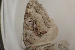 Epirrita christyi