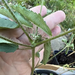 Croton glandulosus