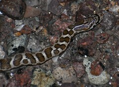 Arizona elegans elegans