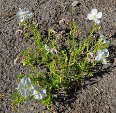 Oenothera coronopifolia