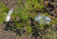 Oenothera coronopifolia