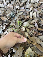 Croton monanthogynus