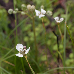 Moraea tricuspidata
