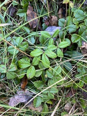 Rubus hispidus