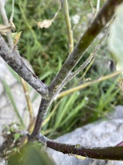 Rhamphospermum nigrum