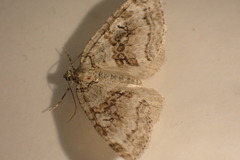 Epirrita christyi