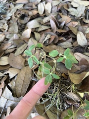 Croton monanthogynus