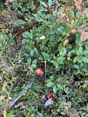 Rubus hispidus