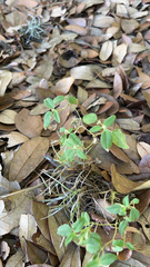 Croton monanthogynus