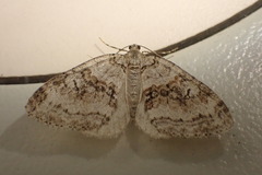 Epirrita christyi