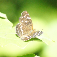 Anthanassa texana texana