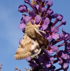 Heliothis phloxiphaga