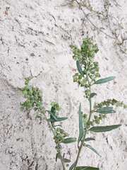 Atriplex oblongifolia