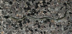 Lampropeltis splendida