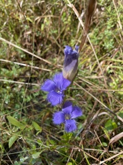 Gentianopsis crinita