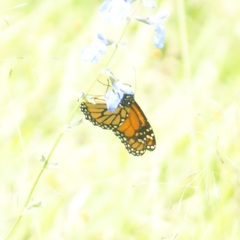 Danaus plexippus plexippus