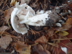 Amanita strobiliformis