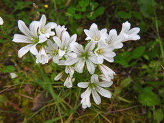 Gagea graeca