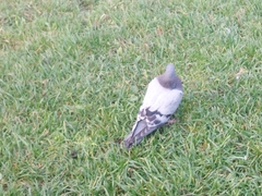Columba livia domestica