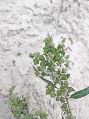 Atriplex oblongifolia