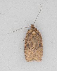 Agonopterix thelmae
