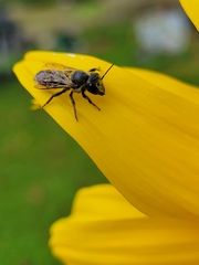 Megachile montivaga