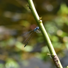 Lestes dorothea