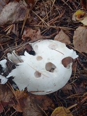 Amanita strobiliformis