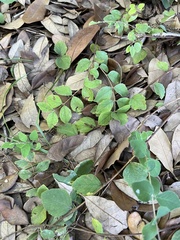 Symphoricarpos orbiculatus