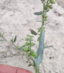 Atriplex oblongifolia