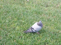 Columba livia domestica