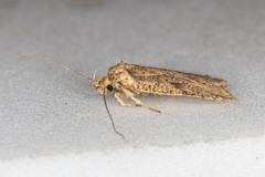 Agonopterix thelmae