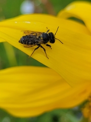 Megachile montivaga