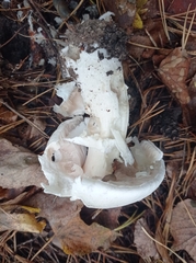 Amanita strobiliformis