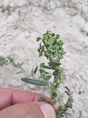 Atriplex oblongifolia