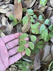 Symphoricarpos orbiculatus