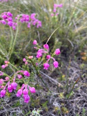Erica excavata