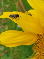 Megachile montivaga