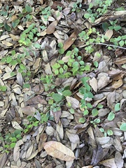 Symphoricarpos orbiculatus