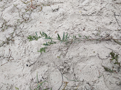 Atriplex oblongifolia