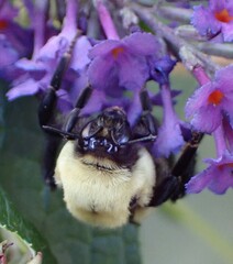 Bombus nevadensis