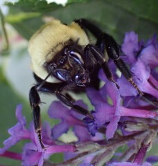 Bombus nevadensis