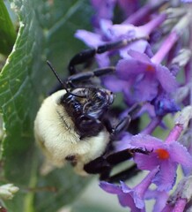 Bombus nevadensis