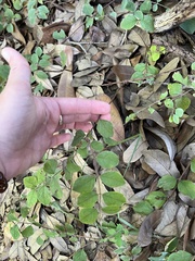 Symphoricarpos orbiculatus