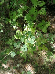 Cytisophyllum sessilifolium