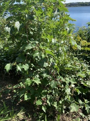 Ampelopsis glandulosa